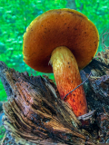 Sinski_Jennifer_2_Mushroom-Walk