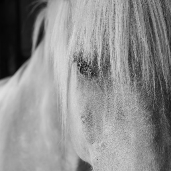 Jeanna  Shepard  Ag Fair Horse