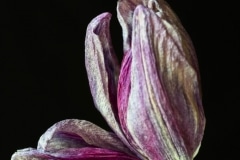 Ron Garofalo, Tulips III Ron Garofalo, Tulips III