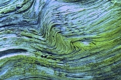 Martie Mackay, Reservoir Bark Martie Mackay, Reservoir Bark