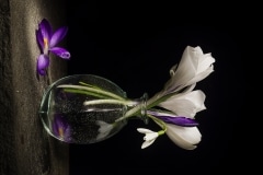 Sergio Villaschi, White Crocus Sergio Villaschi, White Crocus