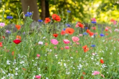 Elaine Lloyd, Oenoke Wildflowers