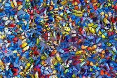 Julie O'Connor, Beijing Butterflies