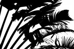 Tyler Rhind, BlackPalms