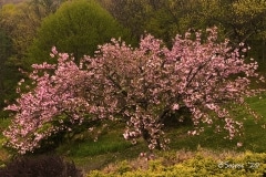 Barbara Soares, Cherry Blossoms