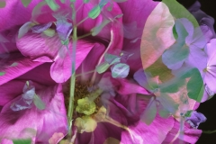 Marcy Juran, RosaRugosa