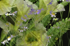 Marcy Juran, Petunia