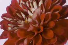 Cyn Sterback, scarlet surprise