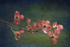 Sergio Villaschi,