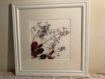 Smoke Bush