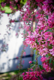 Martin_Carmen_02Pinkalicious