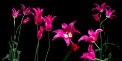 McDonagh_Jeanne_1Dancing-Tulips