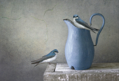 Secco_Judith_01Swallows
