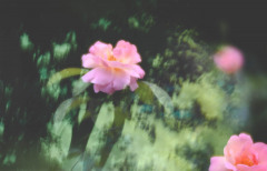 santangelo_melissa_1_summerroses