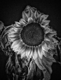 temlockteichman_caroline_1_thebeautyofaging-2