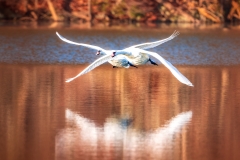 Ariel LIng, Wings of Elegance