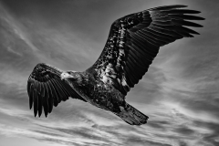 Edward Simmons, Golden Eagle
