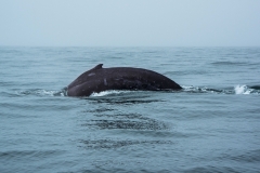 Jay Wilson, Deep Blue