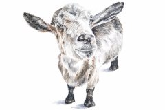 Beth Boyland, Alpine Goat