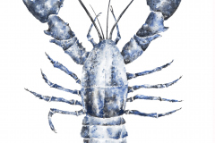 Beth Boyland, Blue Lobster