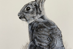 Rosie Forrest, Rabbit