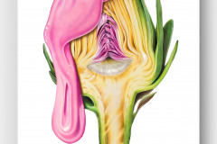 Gabriella Anouk, Artichoke Pink