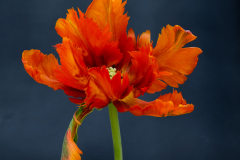 Matthew Gray, Red Dragon Tulip