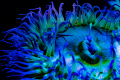 Karen	Kallins, Vibrance