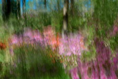 Catherine Prins, Azalea Impressions