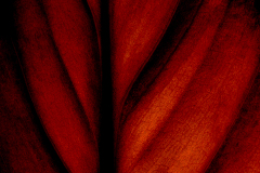 Jim Stasiak, Red Leaf