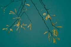 Zili Zhang, Golden Leaves