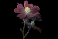 Gordon Jon, UV Blossoms