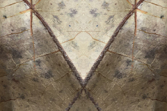 Jim Stasiak, Winter Leaf #7