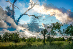 Savanna-Sunrise by Thomas Carroll