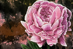 Blushing Peony 2 by Lisa D'Amico