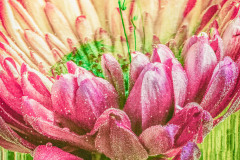 Moning Dew by Karen Kallins