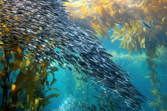 Shoal of Fish by Angela MacManus