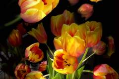 Tulip Explosion by Jeanne McDonagh