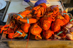 Island Seafood Bounty by Julie O'Connor