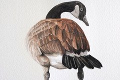 Canada Goose 1 by Kyle Szpyrka
