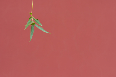 GreenLeaves by Zili Zhang