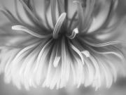 Amy Bates-Garone, Spidermum