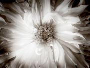 Amy Bates-Garone, Fortitude