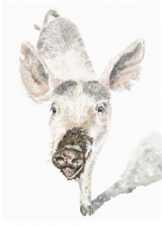 Beth Boyland, Happy-As-A-Pig