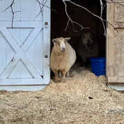 Norm Jensen, Solitude