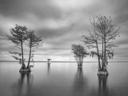 Greg Presley, Cyprus-Glow