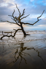 Greg Presley, Morning-Reflection