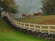 Jim Stasiak, 3 Horses