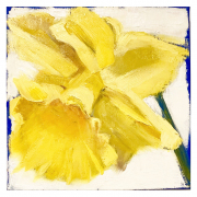 Robin Koffler, Daffodill