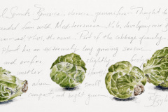 Beth Boyland, BrusselSprouts-1